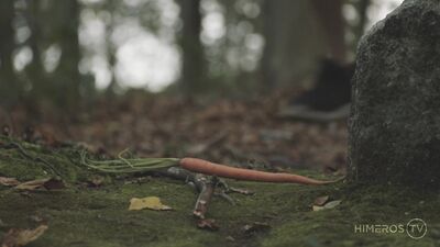 The Rabbit And The Wolf