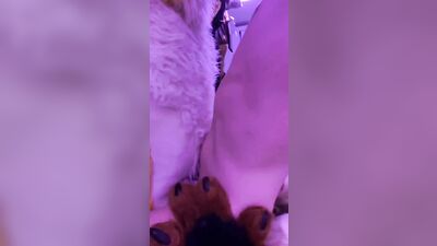 fursuit sex55 - free gay porn
