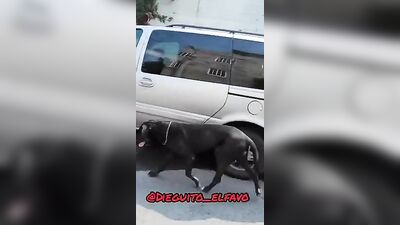 el chacal cumplea ero - free gay porn