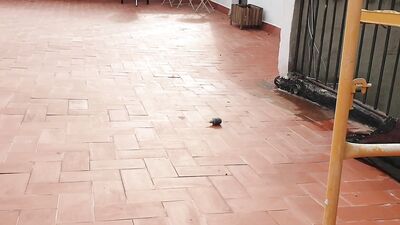 Lost Dog 2021-08-11 - gay porn video