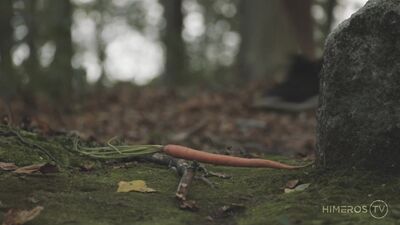The Rabbit & The Wolf 2024-09-30