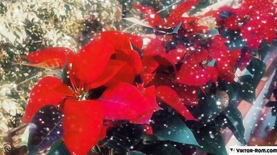Christmas Flowers - gay porn video