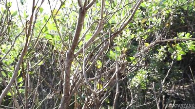 blacktarzanx Post 'find me in the woods' by 'blacktarzanx' from Fans - gay porn video