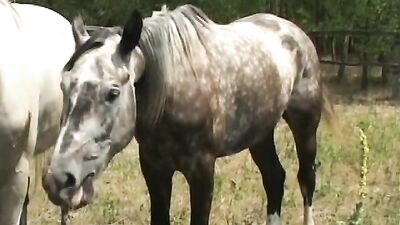 Clair Prod - Garcon d'Ecurie - Young french stallion in the field - gay porn video