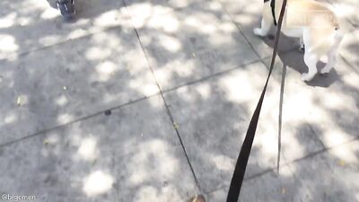 Fans -PG Walkin The Dogs In West Hollywood - gay porn video