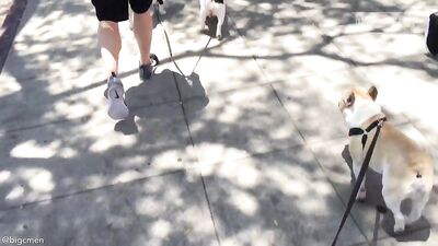 Fans -PG Walkin The Dogs In West Hollywood - gay porn video