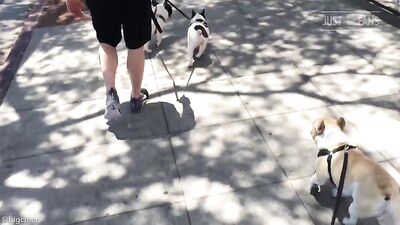 Fans -PG Walkin The Dogs In West Hollywood - gay porn video
