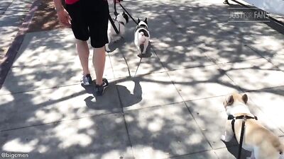 Fans -PG Walkin The Dogs In West Hollywood - gay porn video