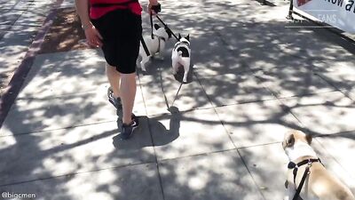 Fans -PG Walkin The Dogs In West Hollywood - gay porn video