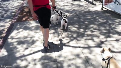 Fans -PG Walkin The Dogs In West Hollywood - gay porn video