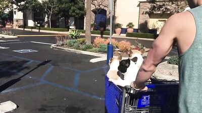 Fans - Petsmart Trip Video with Our 4 Dogs - gay porn video