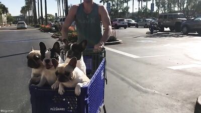 Fans - Petsmart Trip Video with Our 4 Dogs - gay porn video