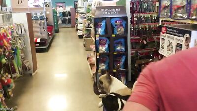 Fans - Petsmart Trip Video with Our 4 Dogs - gay porn video