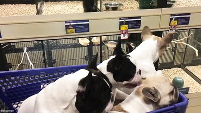 Fans - Petsmart Trip Video with Our 4 Dogs - gay porn video