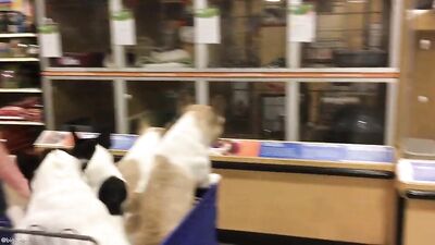 Fans - Petsmart Trip Video with Our 4 Dogs - gay porn video