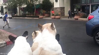 Fans -Our Petsmart Trip With The Pups - gay porn video
