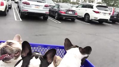Fans -Our Petsmart Trip With The Pups - gay porn video