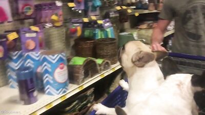 Fans -Our Petsmart Trip With The Pups - gay porn video