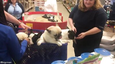 Fans -Our Petsmart Trip With The Pups - gay porn video