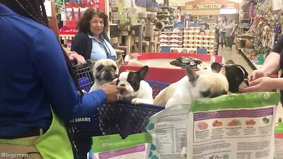 Fans -Our Petsmart Trip With The Pups - gay porn video