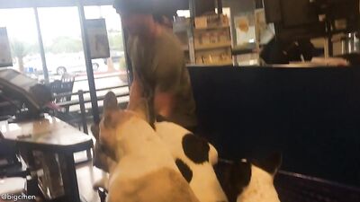 Fans -Our Petsmart Trip With The Pups - gay porn video
