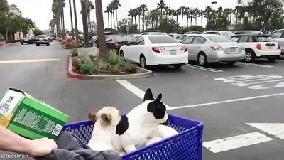 Fans -Our Petsmart Trip With The Pups - gay porn video